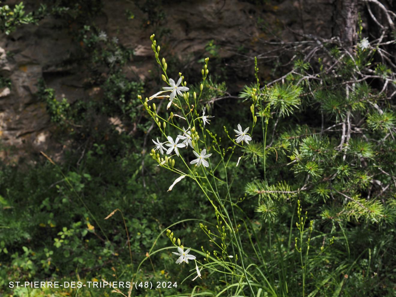 St.Bernard's Lily, Small